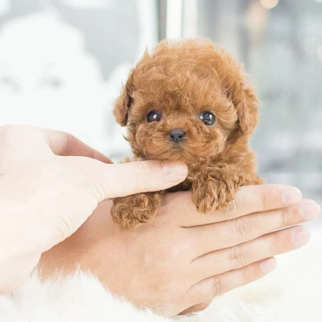 Realistic Robotic Puppy Toy Dog Interactive Companion - Image 4